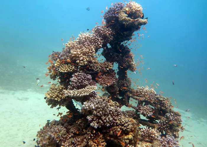 Deep Blue Divers Hostel Dahab